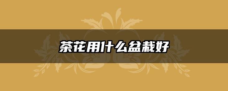 茶花用什么盆栽好