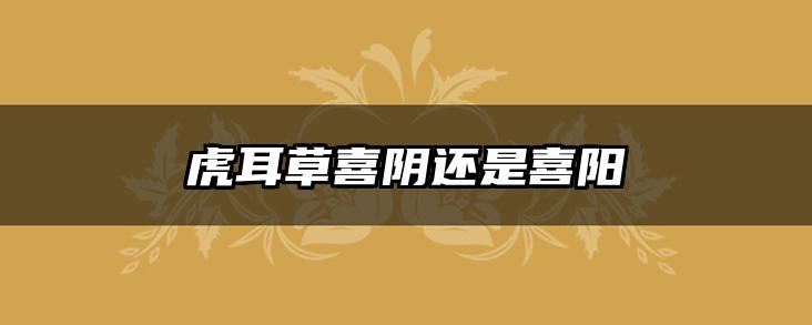 虎耳草喜阴还是喜阳