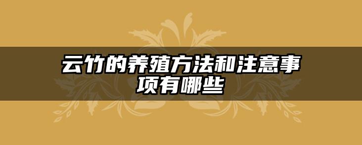 云竹的养殖方法和注意事项有哪些
