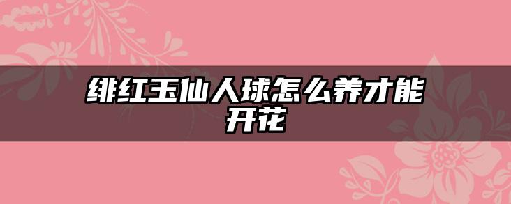 绯红玉仙人球怎么养才能开花
