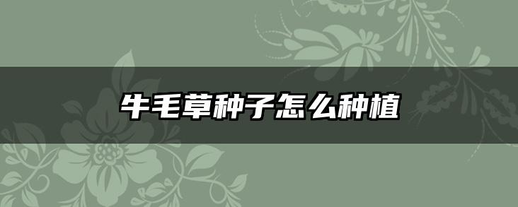 牛毛草种子怎么种植