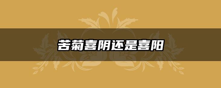 苦菊喜阴还是喜阳