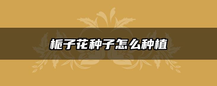 栀子花种子怎么种植