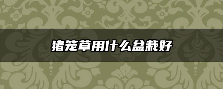 猪笼草用什么盆栽好