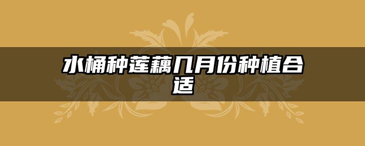 水桶种莲藕几月份种植合适