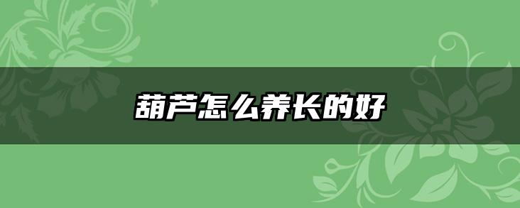 葫芦怎么养长的好