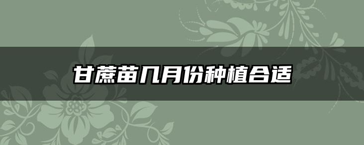 甘蔗苗几月份种植合适