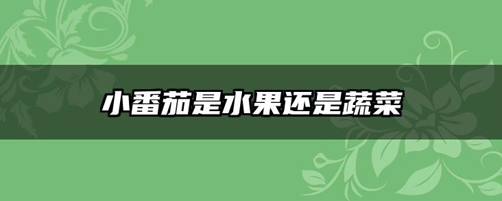 小番茄是水果还是蔬菜