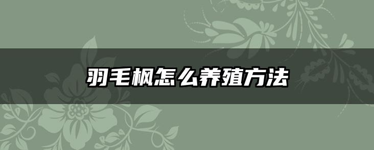 羽毛枫怎么养殖方法