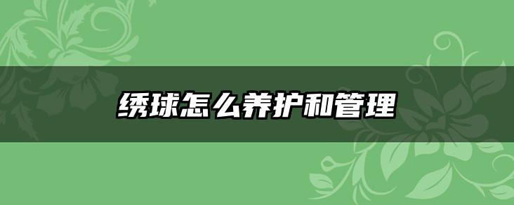 绣球怎么养护和管理