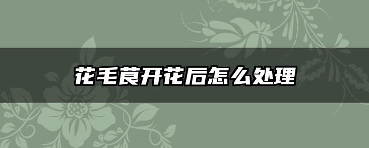花毛茛开花后怎么处理