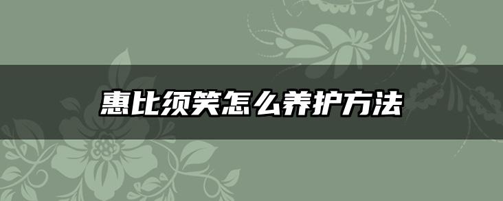惠比须笑怎么养护方法