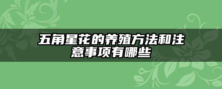 五角星花的养殖方法和注意事项有哪些