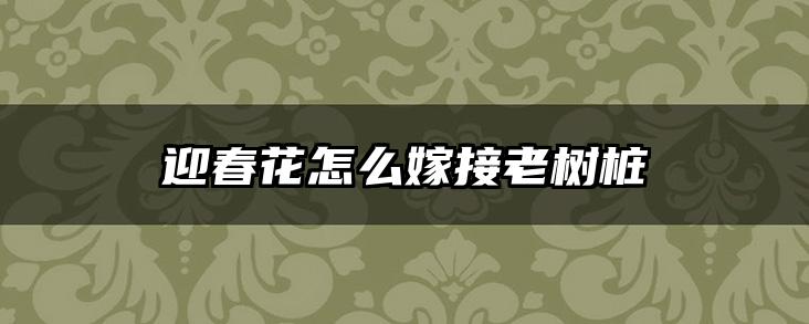 迎春花怎么嫁接老树桩