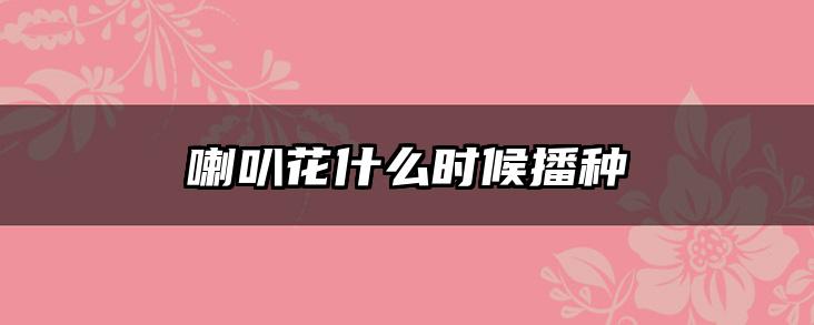 喇叭花什么时候播种