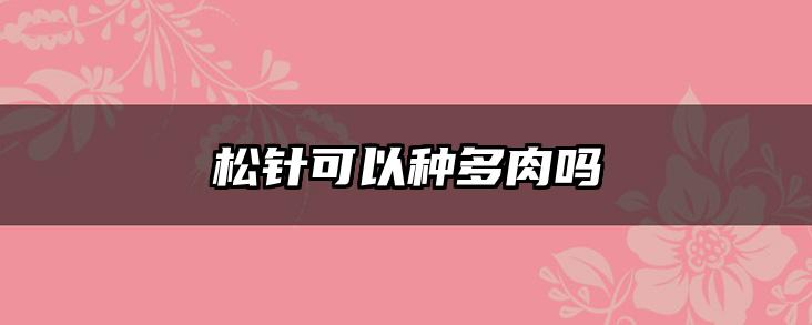 松针可以种多肉吗