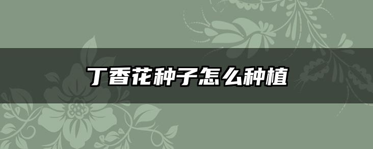 丁香花种子怎么种植