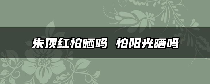 朱顶红怕晒吗 怕阳光晒吗