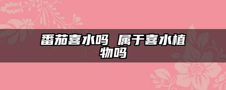 番茄喜水吗 属于喜水植物吗