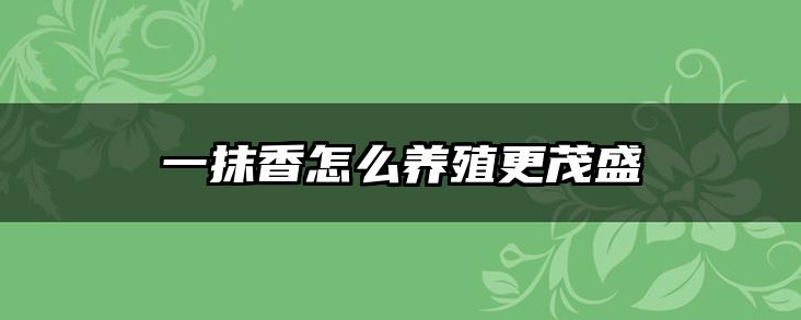 一抹香怎么养殖更茂盛