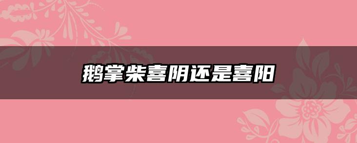 鹅掌柴喜阴还是喜阳