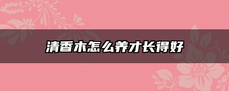 清香木怎么养才长得好