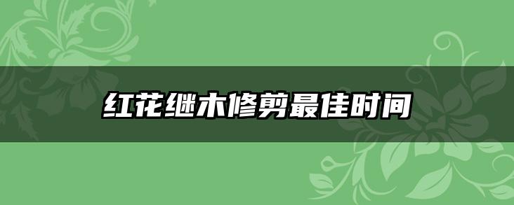 红花继木修剪最佳时间