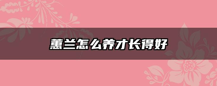 蕙兰怎么养才长得好