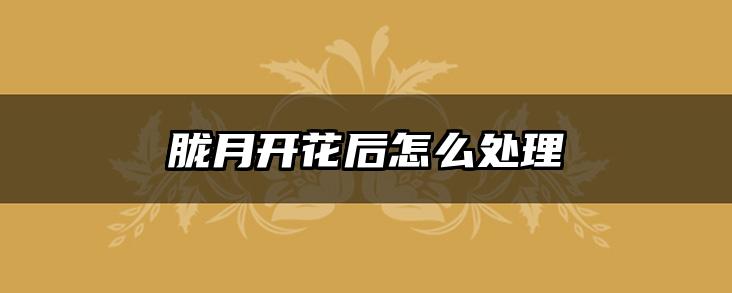 胧月开花后怎么处理