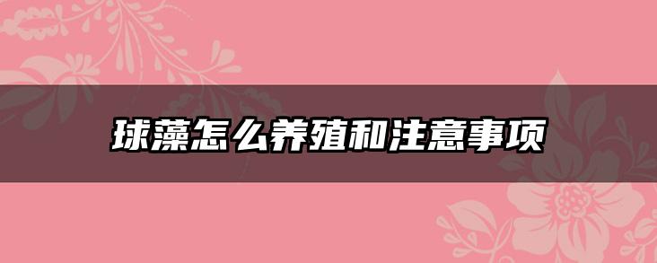 球藻怎么养殖和注意事项