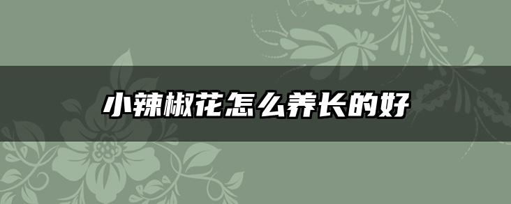 小辣椒花怎么养长的好