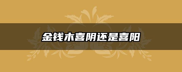 金钱木喜阴还是喜阳