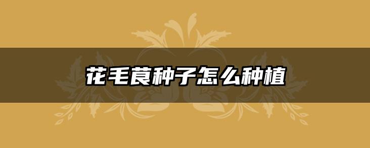 花毛茛种子怎么种植