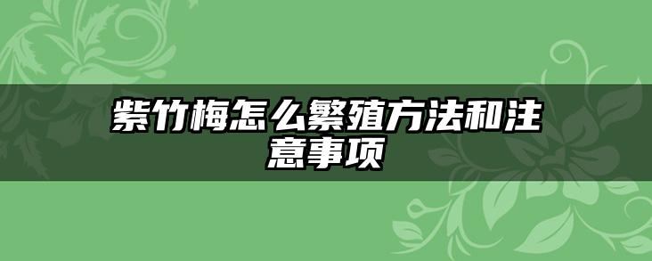 紫竹梅怎么繁殖方法和注意事项