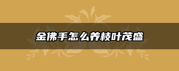 金佛手怎么养枝叶茂盛