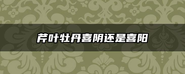 芹叶牡丹喜阴还是喜阳