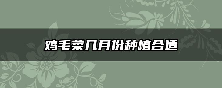 鸡毛菜几月份种植合适