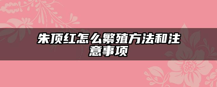 朱顶红怎么繁殖方法和注意事项