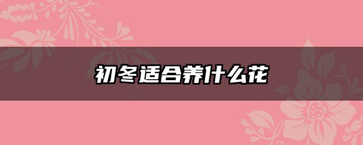 初冬适合养什么花