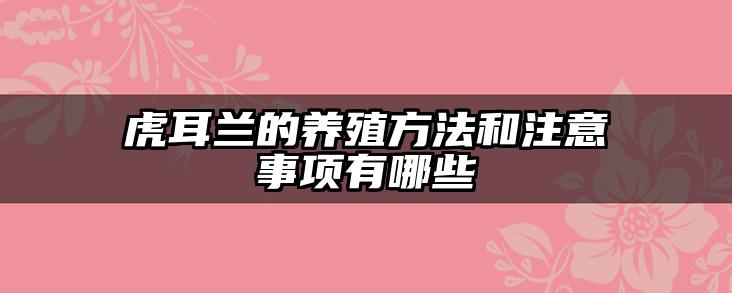 虎耳兰的养殖方法和注意事项有哪些