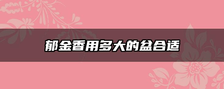 郁金香用多大的盆合适