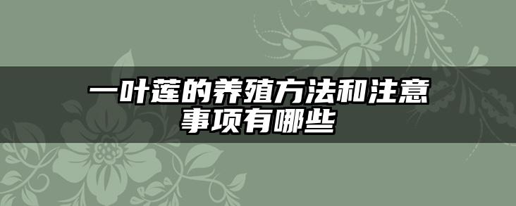 一叶莲的养殖方法和注意事项有哪些