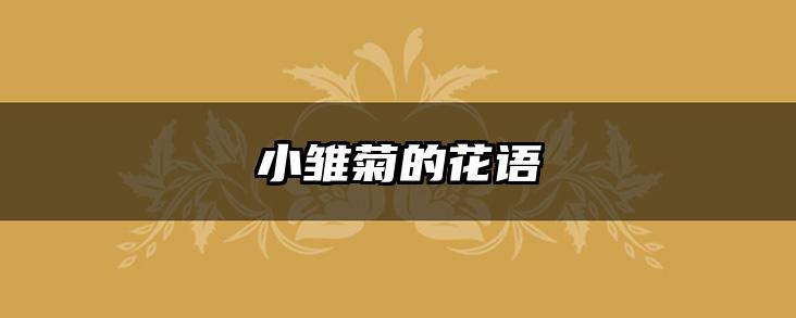 小雏菊的花语