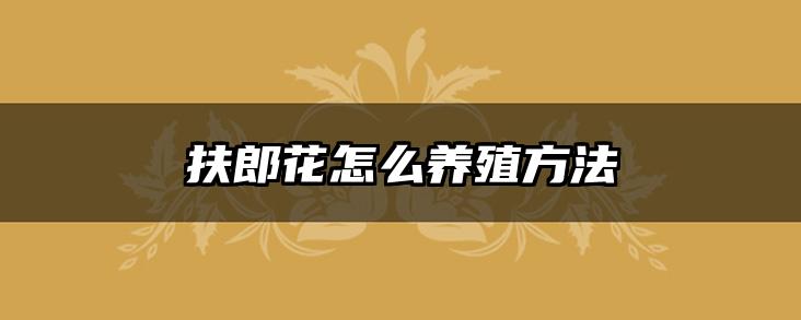 扶郎花怎么养殖方法