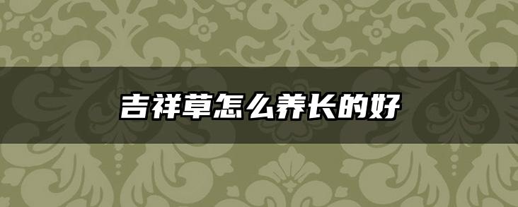 吉祥草怎么养长的好