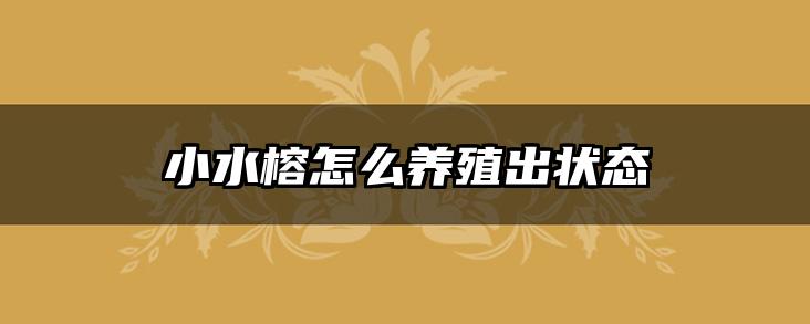 小水榕怎么养殖出状态