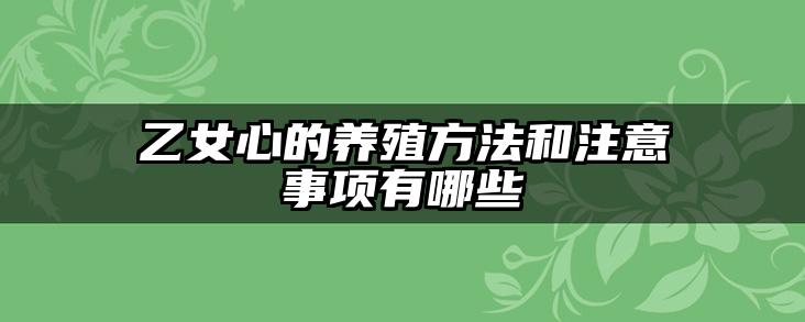 乙女心的养殖方法和注意事项有哪些