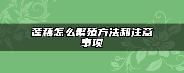莲藕怎么繁殖方法和注意事项