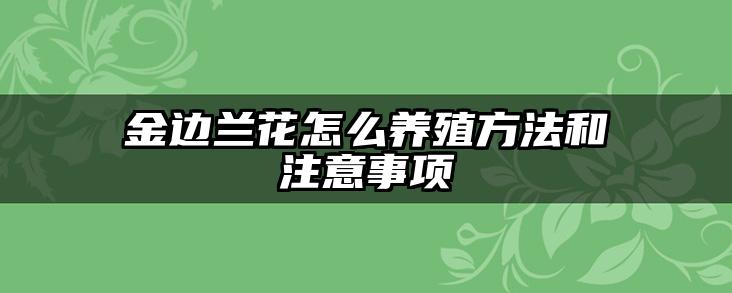 金边兰花怎么养殖方法和注意事项