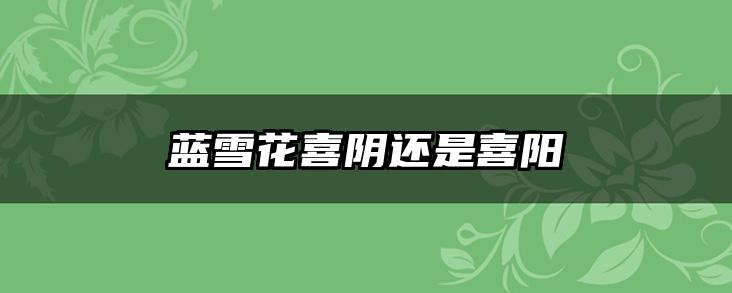 蓝雪花喜阴还是喜阳